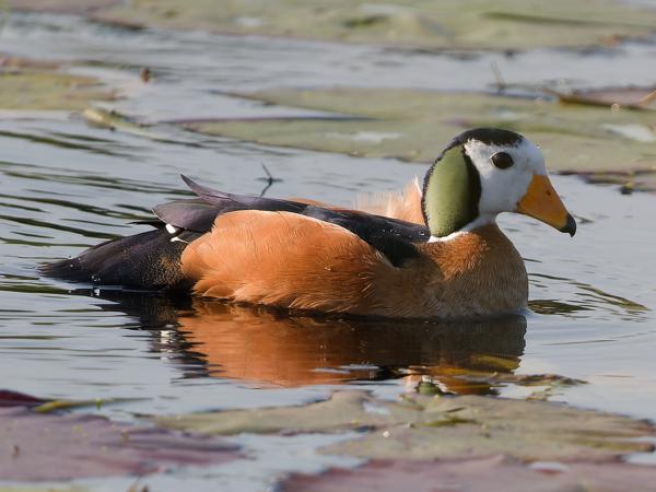 African pygmy goose (Nettapus auritus)